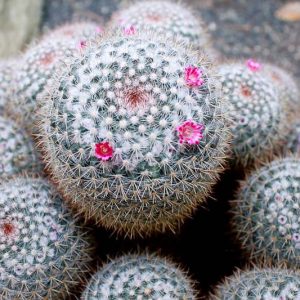 Mammillaria parkinsonii, Owl's-Eye Pincushion, Owl's-Eye, Owl-Eye Cactus, Owl-Eye Pincushion, Cactus parkinsonii, Neomammillaria parkinsonii, Small Succulent, Small Cactus