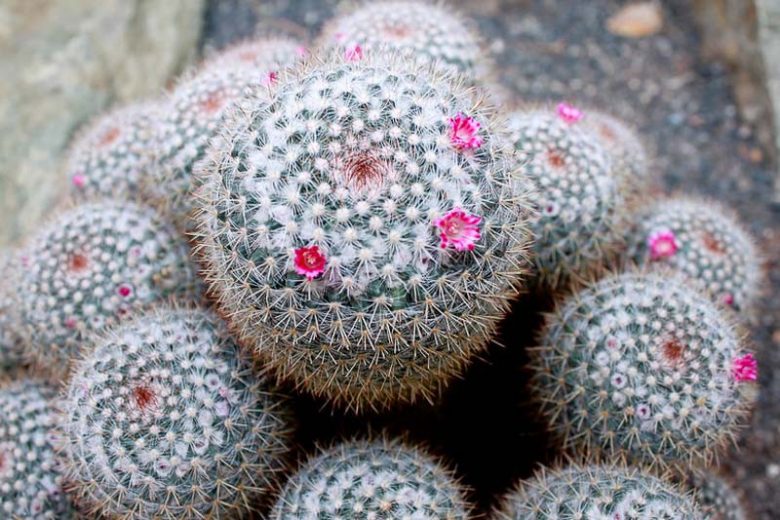 Mammillaria parkinsonii, Owl's-Eye Pincushion, Owl's-Eye, Owl-Eye Cactus, Owl-Eye Pincushion, Cactus parkinsonii, Neomammillaria parkinsonii, Small Succulent, Small Cactus