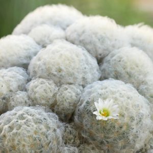 Mammillaria plumosa, Feather Cactus, Chilita plumosa, Ebnerella plumosa, Escobariopsis plumosa, Neomammillaria plumosa, Small Succulent, Small Cactus