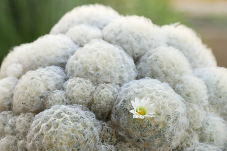 Mammillaria plumosa, Feather Cactus, Chilita plumosa, Ebnerella plumosa, Escobariopsis plumosa, Neomammillaria plumosa, Small Succulent, Small Cactus
