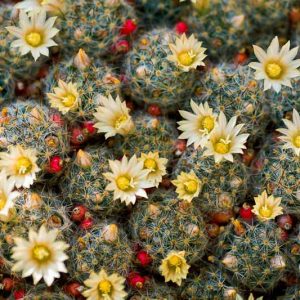 Mammillaria prolifera, Nipple Cactus, Grape Cactus, Hair-covered Cactus, Pincushion Cactus, Silver-cluster Cactus, Little Candles, Texas Hair Cactus, West Indian Nipple-cactus, Texas Nipple Cactus, Cactus mammillaris var. prolifera, Cactus proliferus, Cactus stellatus, Chilita prolifera, Ebnerella prolifera, Escobariopsis prolifera, Neomammillaria prolifera