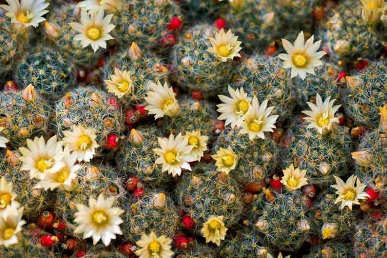 Mammillaria prolifera, Nipple Cactus, Grape Cactus, Hair-covered Cactus, Pincushion Cactus, Silver-cluster Cactus, Little Candles, Texas Hair Cactus, West Indian Nipple-cactus, Texas Nipple Cactus, Cactus mammillaris var. prolifera, Cactus proliferus, Cactus stellatus, Chilita prolifera, Ebnerella prolifera, Escobariopsis prolifera, Neomammillaria prolifera