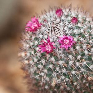 Mammillaria rhodantha, Rainbow Pincushion, Cactus rhodanthus, Neomammillaria rhodantha , Drought Tolerant Plants,