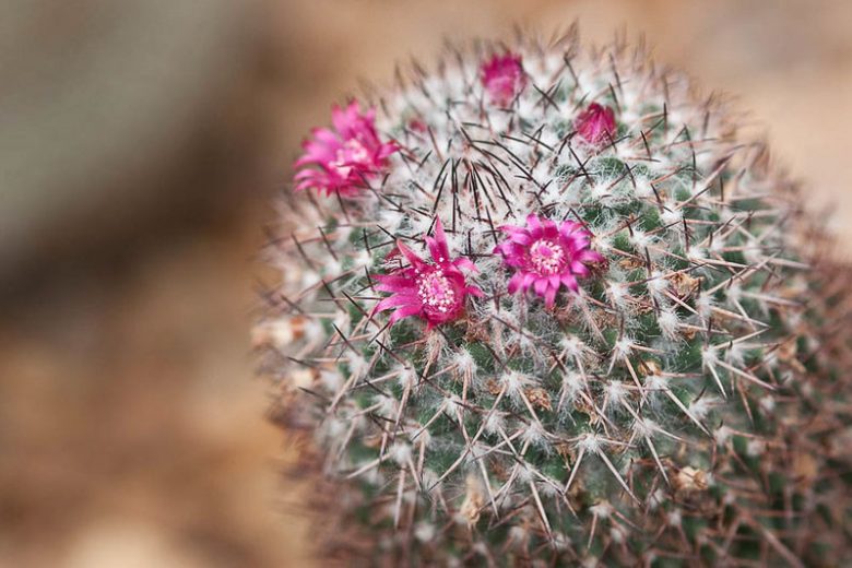 Mammillaria rhodantha, Rainbow Pincushion, Cactus rhodanthus, Neomammillaria rhodantha , Drought Tolerant Plants,
