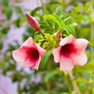 Mandevilla x amabilis 'Alice du Pont', Mandevilla × amoena 'Alice du Pont', Pink Dipladenia, Pink Mandevilla, Evergreen Shrub, Pink Flowers
