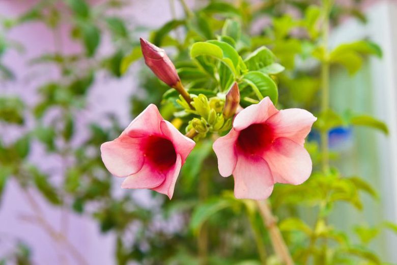 Mandevilla x amabilis 'Alice du Pont', Mandevilla × amoena 'Alice du Pont', Pink Dipladenia, Pink Mandevilla, Evergreen Shrub, Pink Flowers