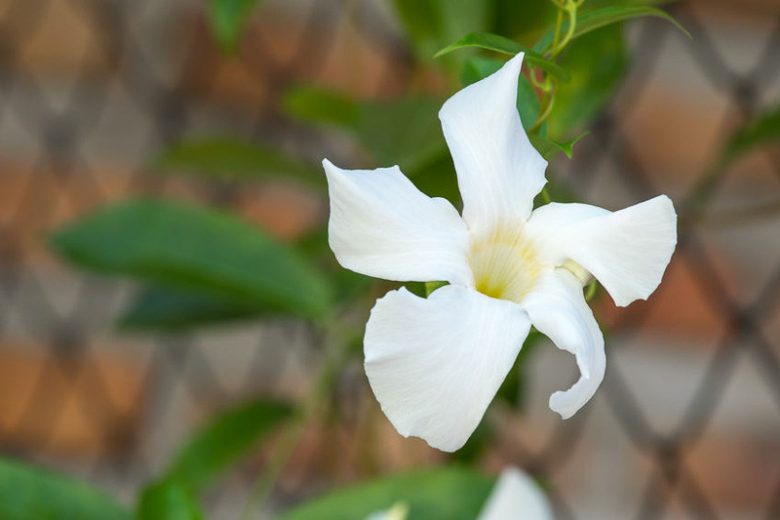 Mandevilla laxa, Chilean Jasmine, Mandevilla suaveolens, White Dipladenia, White Mandevilla, Evergreen Shrub, White Flowers, Fragrant Mandevilla
