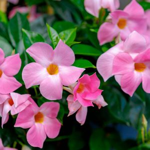 Mandevilla, Dipladenia, Rocktrumpet, Mandella Treillis Ideas, Mandevilla Bush, Evergreen Vine, Tropical Vine,