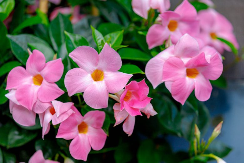 Mandevilla, Dipladenia, Rocktrumpet, Mandella Treillis Ideas, Mandevilla Bush, Evergreen Vine, Tropical Vine,