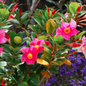 Mandevilla splendens, Shining Mandevilla, Mandevilla Sanderi, Dipladenia splendens, Evergreen Shrub, Evergreen Vine, Evergreen Climber, Pink Flowers