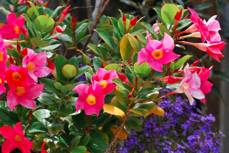 Mandevilla splendens, Shining Mandevilla, Mandevilla Sanderi, Dipladenia splendens, Evergreen Shrub, Evergreen Vine, Evergreen Climber, Pink Flowers