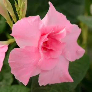 Mandevilla Summer Romance Double Pink, Pink Dipladenia, Pink Mandevilla, Evergreen Vine, Evergreen Climber, Pink Flowers