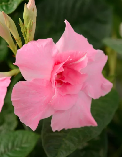 Mandevilla Summer Romance Double Pink, Pink Dipladenia, Pink Mandevilla, Evergreen Vine, Evergreen Climber, Pink Flowers