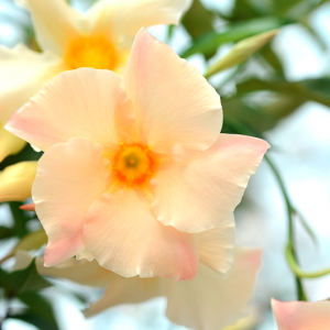Mandevilla Sun Parasol Apricot', Apricot Dipladenia, Apricot Mandevilla, Evergreen Vine, Evergreen Climber, Apricot Flowers