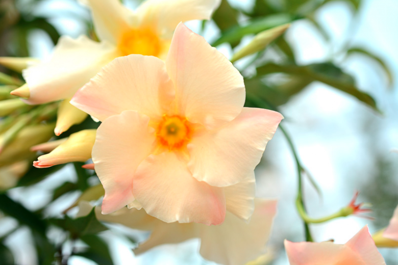 Mandevilla Sun Parasol Apricot', Apricot Dipladenia, Apricot Mandevilla, Evergreen Vine, Evergreen Climber, Apricot Flowers