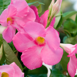 Mandevilla Sun Parasol Giant Pink', Pink Dipladenia, Pink Mandevilla, Evergreen Vine, Evergreen Climber, Pink Flowers