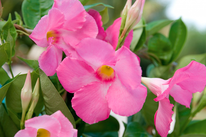 Mandevilla Sun Parasol Giant Pink', Pink Dipladenia, Pink Mandevilla, Evergreen Vine, Evergreen Climber, Pink Flowers