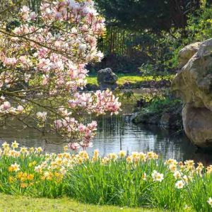 March Birth Flower, Birth Flowers, Birth Month Flowers, Birth Flower, Month Birth Flower, May Birth Flower, June Birth Flower, July Birth Flower