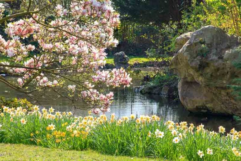 March Birth Flower, Birth Flowers, Birth Month Flowers, Birth Flower, Month Birth Flower, May Birth Flower, June Birth Flower, July Birth Flower