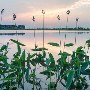 Marginal Pond Plants, Marginal Aquatic Plants, Emergent Plants, Canna, Water Plantain, Cattails, Typha, Yellow Iris, Bog Bean, Red Stemmed Thalia, Pontederia