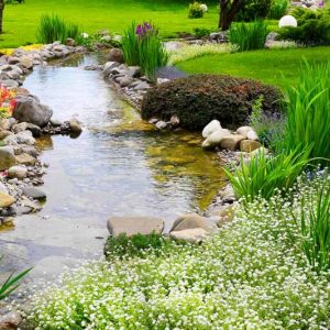 Marginal Pond Plants, Marginal Aquatic Plants, Emergent Plants, Acorus, Sweet Flag, Water Arum, Marsh Marigold, Canna, Carex, Colocasia, Crinum, Cyperus, Papyrus, Hibiscus