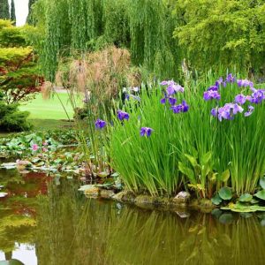 Marginal Pond Plants, Marginal Aquatic Plants, Emergent Plants, Acorus, Sweet Flag, Canna, Carex, Colocasia, Crinum, Cyperus, Papyrus, Hibiscus, Bog Bean, Creeping Jenny