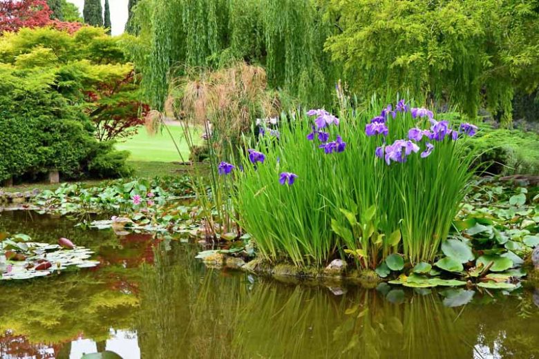 Marginal Pond Plants, Marginal Aquatic Plants, Emergent Plants, Acorus, Sweet Flag, Canna, Carex, Colocasia, Crinum, Cyperus, Papyrus, Hibiscus, Bog Bean, Creeping Jenny