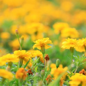 French Marigold, African Marigold, Signet Marigold, Pot Marigold, Tagetes erecta, Tagetes patula, Tagetes tenuifolia, Calendula officinalis