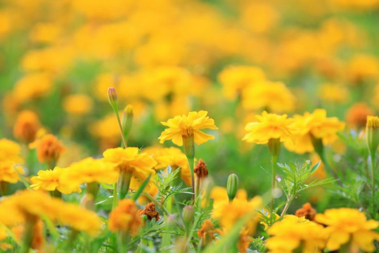 French Marigold, African Marigold, Signet Marigold, Pot Marigold, Tagetes erecta, Tagetes patula, Tagetes tenuifolia, Calendula officinalis
