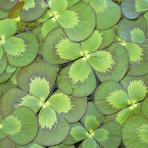 Marsilea mutica, Nardoo, Australian Water Clover, Water Clover, Four Leaf Clover, Four Leaf Water Clover, Aquatic Ferns, Pond Plants