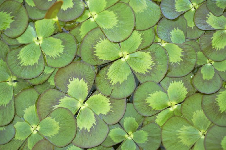 Marsilea mutica, Nardoo, Australian Water Clover, Water Clover, Four Leaf Clover, Four Leaf Water Clover, Aquatic Ferns, Pond Plants
