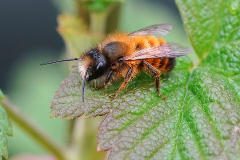Mason Bee, Mason Bees, Orchard Bee, Orchard Bees, Genus Osmia, Beneficial Insect