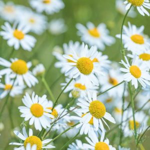 Matricaria recutita, Scented Mayweed, German Chamomile, Horse Gowan, Sweet False Chamomile, Wild Chamomile, Drought tolerant perennials, White perennial flowers,
