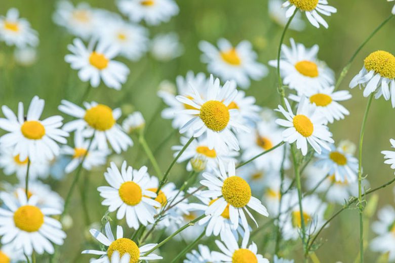 Matricaria recutita, Scented Mayweed, German Chamomile, Horse Gowan, Sweet False Chamomile, Wild Chamomile, Drought tolerant perennials, White perennial flowers,