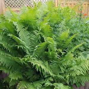 Matteuccia Struthiopteris (Ostrich Fern), Ostrich Fern, Ostrich-Feather Fern, Shuttlecock Fern, Shade plants, shade perennial, plants for shade, plants for wet soils