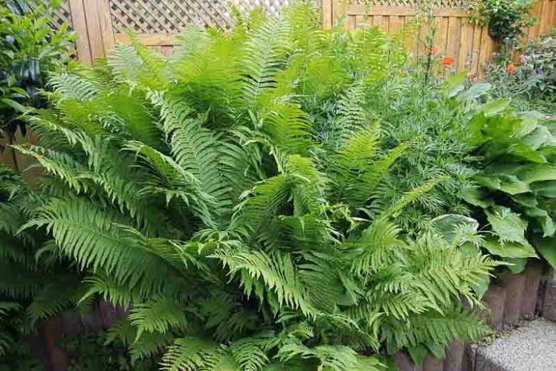 Matteuccia Struthiopteris (Ostrich Fern), Ostrich Fern, Ostrich-Feather Fern, Shuttlecock Fern, Shade plants, shade perennial, plants for shade, plants for wet soils