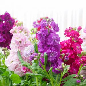 Matthiola incana, Stock Flower, Brompton Stock, Common Stock, Hoary Stock, Ten-week Stock, Gilly-flower