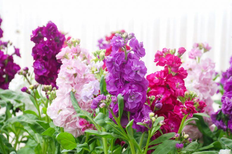 Matthiola incana, Stock Flower, Brompton Stock, Common Stock, Hoary Stock, Ten-week Stock, Gilly-flower