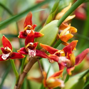 Maxillaria tenuifolia, Coconut Orchid, Delicate Leafed Maxillaria, Maxillaria gracilifolia, Maxillariella tenuifolia, Red Orchids, Fragrant Orchids, Easy Orchids, Easy to Grow Orchids