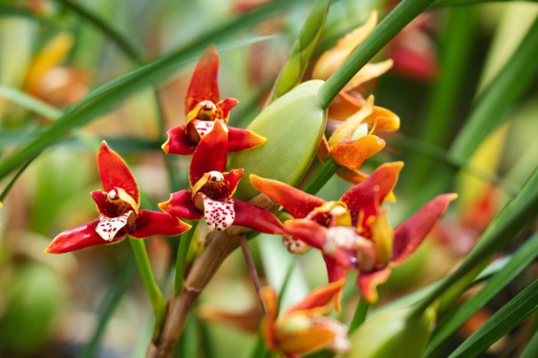 Maxillaria tenuifolia, Coconut Orchid, Delicate Leafed Maxillaria, Maxillaria gracilifolia, Maxillariella tenuifolia, Red Orchids, Fragrant Orchids, Easy Orchids, Easy to Grow Orchids