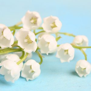 May Birth Flower, Birth Flowers, Birth Month Flowers, Birth Flower, Month Birth Flower, May Birth Flower, June Birth Flower, July Birth Flower