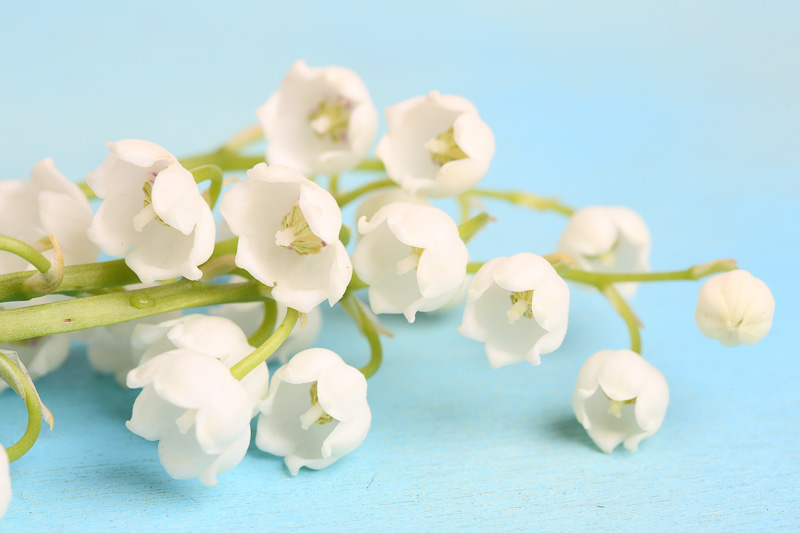 May Birth Flower, Birth Flowers, Birth Month Flowers, Birth Flower, Month Birth Flower, May Birth Flower, June Birth Flower, July Birth Flower