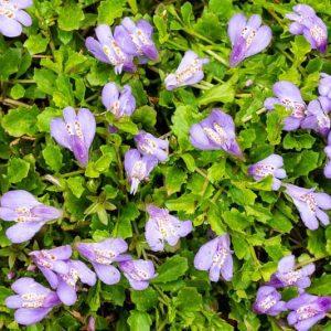 Mazus reptans, Creeping Mazus, Mazus, Ground Cover