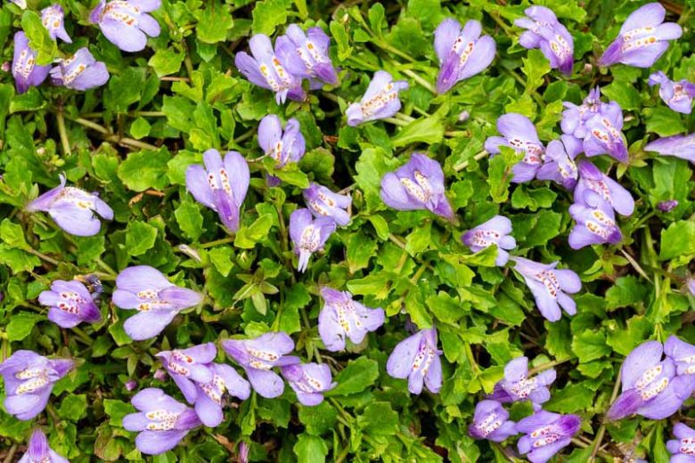 Mazus reptans, Creeping Mazus, Mazus, Ground Cover