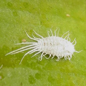Mealybugs,  Identify Mealybugs, Prevent Mealybugs, Treat Mealybugs