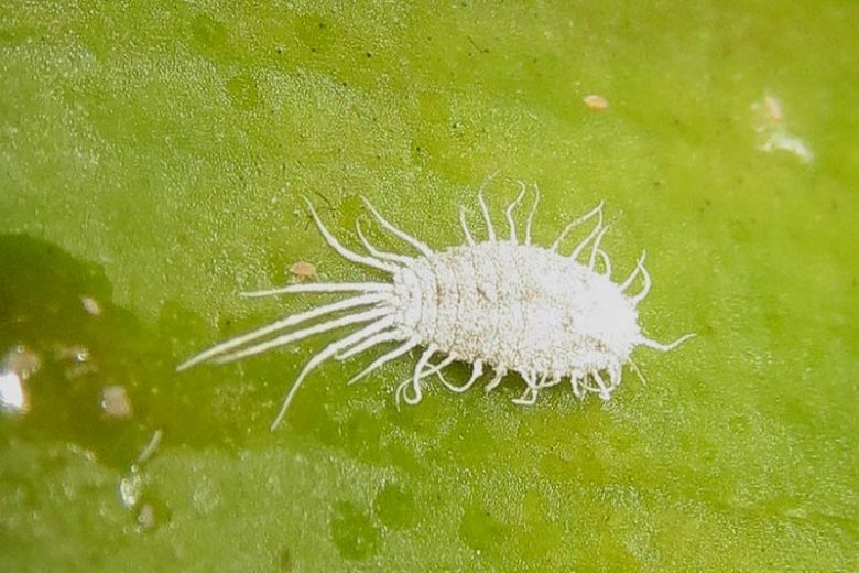 Mealybugs,  Identify Mealybugs, Prevent Mealybugs, Treat Mealybugs