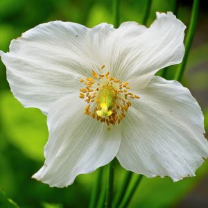 Meconopsis Baileyi var. alba, Himalayan White Poppy, Tibetan White Poppy, Meconopsis betonicifolia var. alba, Meconopsis betonicifolia 'Alba', Meconopsis baileyi 'Alba'