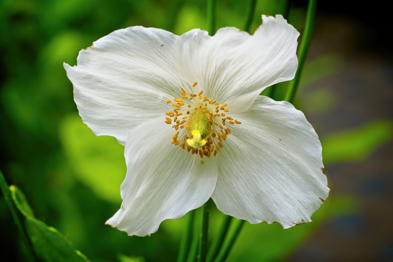 Meconopsis Baileyi var. alba, Himalayan White Poppy, Tibetan White Poppy, Meconopsis betonicifolia var. alba, Meconopsis betonicifolia 'Alba', Meconopsis baileyi 'Alba'
