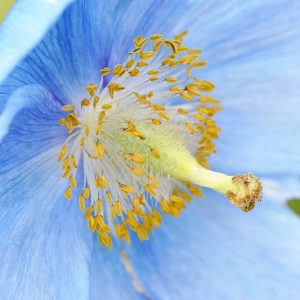 Meconopsis betonicifolia, Himalayan Poppy, Blue Poppy, Tibetan Poppy, blue flowers