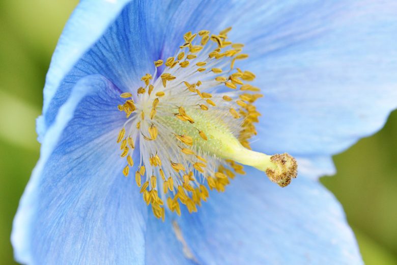 Meconopsis betonicifolia, Himalayan Poppy, Blue Poppy, Tibetan Poppy, blue flowers